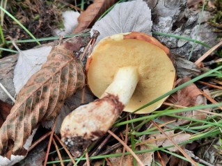 Suillus granulatus