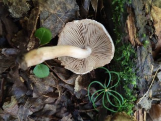 Inocybe corydalina