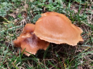 Suillus grevillei