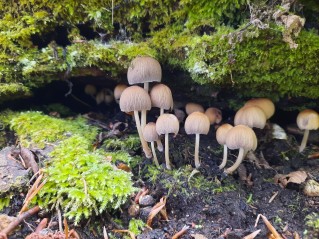 Coprinellus micaceus