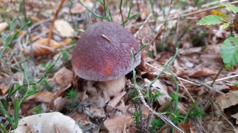 Boletus pinophilus