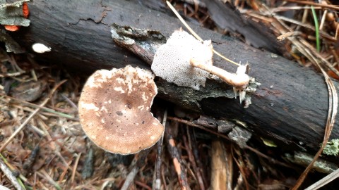 Lentinus brumalis