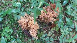 Ramaria largentii