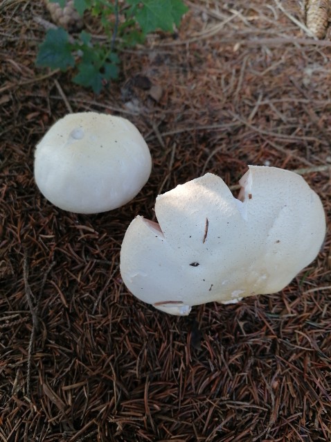 Agaricus arvensis