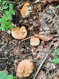 Hydnum repandum f. amarum