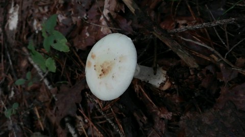 Amanita citrina