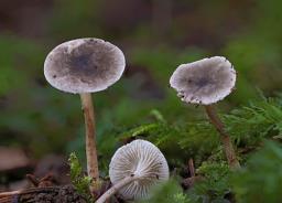 Spodocybe trulliformis