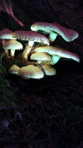 Pholiota squarrosa