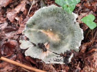 Russula virescens