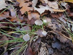 Mycena latifolia