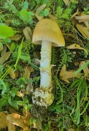 Amanita dryophila