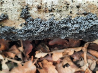 Exidia nigricans