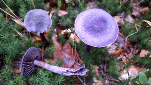 Cortinarius violaceus