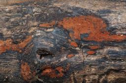 Hypomontagnella submonticulosa