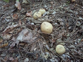 Scleroderma citrinum