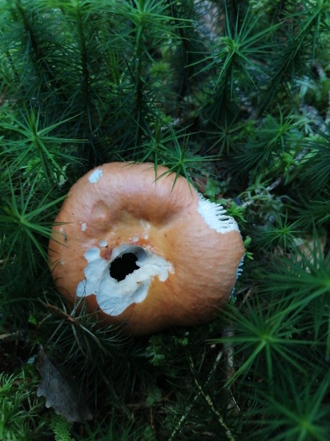 Russula decolorans