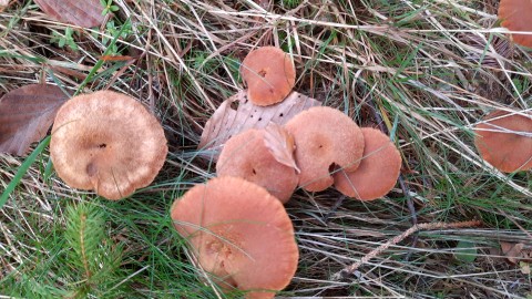 Laccaria proxima