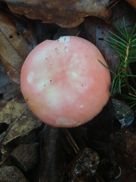 Russula emetica