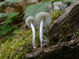 Mycena niveipes