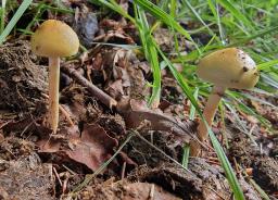 Protostropharia semiglobata