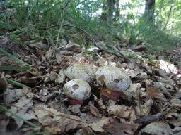 Rubroboletus rhodoxanthus