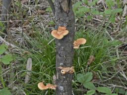 Neofavolus alveolaris