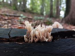 Artomyces pyxidatus