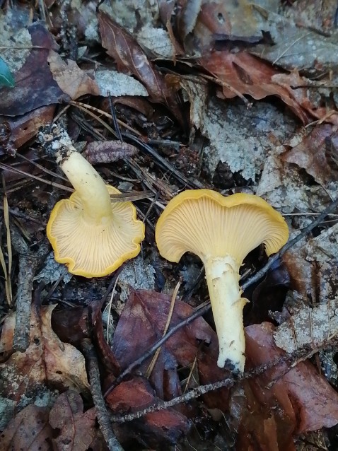 Cantharellus cibarius