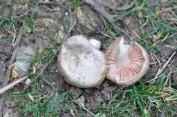 Entoloma saundersii