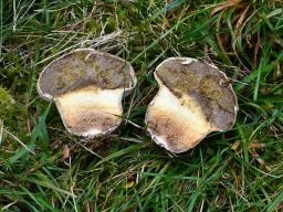 Lycoperdon pratense