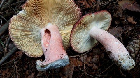 Russula olivacea