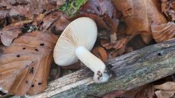 Lactarius chrysorrheus