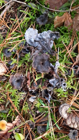 Cantharellus cinereus