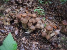 Armillaria ostoyae