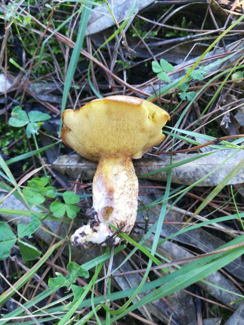 Suillus collinitus