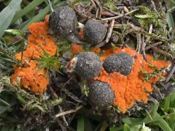 Byssonectria terrestris