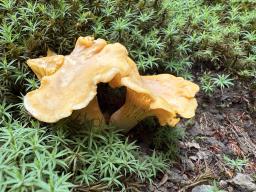 Cantharellus cibarius