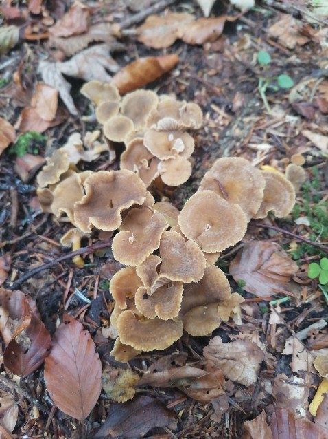 Craterellus tubaeformis