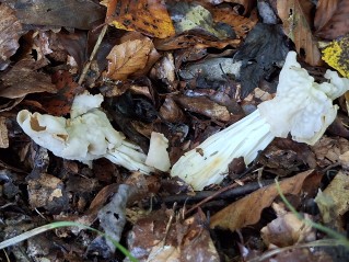 Helvella crispa