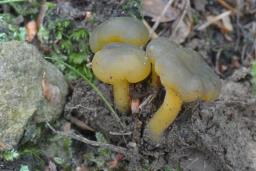 Leotia lubrica