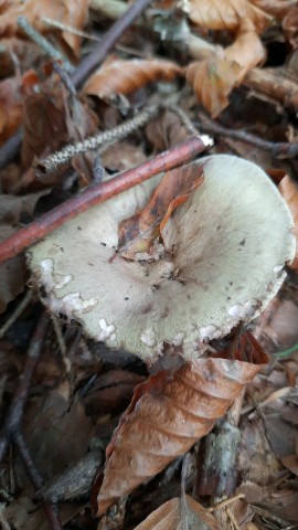 Lactarius blennius