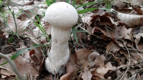 Lycoperdon excipuliforme