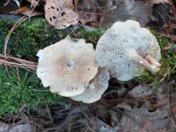 Lentinus arcularius