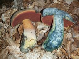 Neoboletus xanthopus