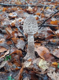 Macrolepiota procera