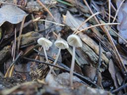 Mycena galopus var. galopus