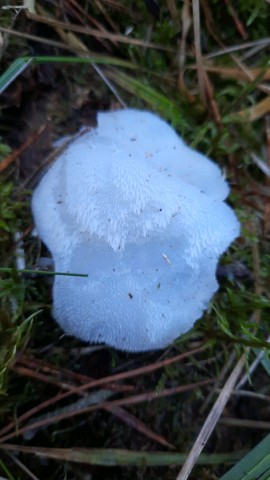 Pseudohydnum gelatinosum