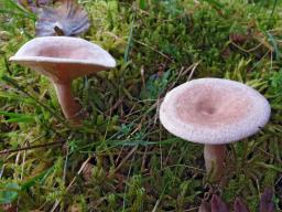 Lactarius glyciosmus