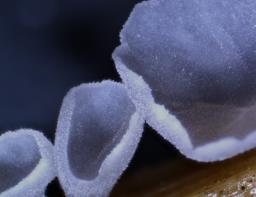 Calyptella capula