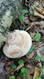 Fomitopsis betulina